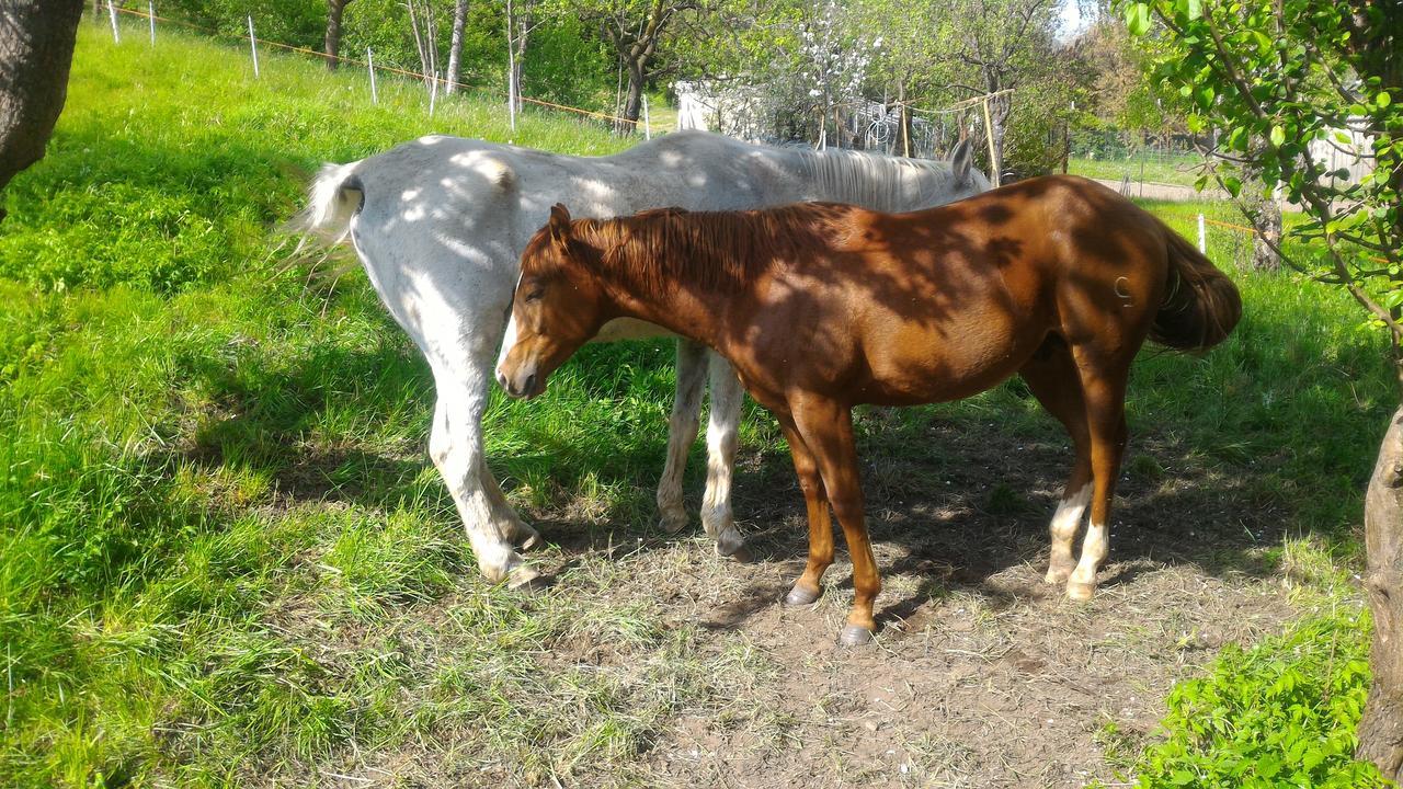 דירות Bedollo Il Cardo Trentino מראה חיצוני תמונה