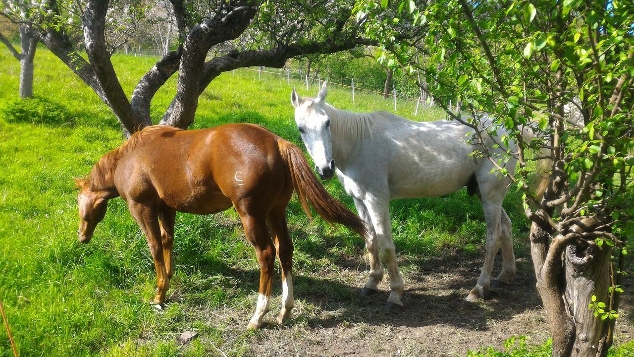 דירות Bedollo Il Cardo Trentino מראה חיצוני תמונה