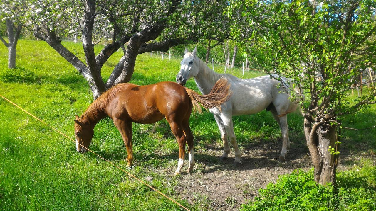 דירות Bedollo Il Cardo Trentino מראה חיצוני תמונה